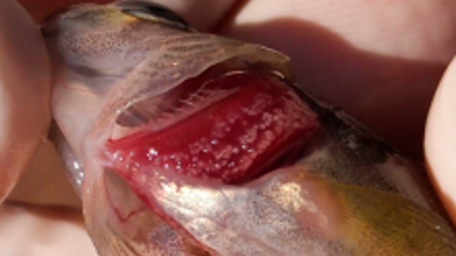 Larvas de Margaritifera margaritifera ancoradas nas branquias dun salmónido