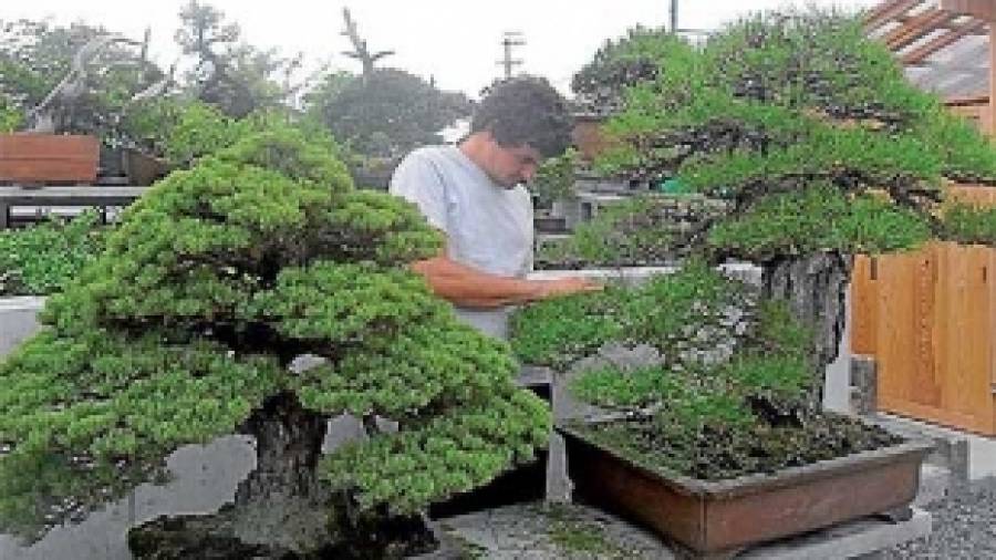 El gallego que dejó todo por aprenderen Japón el milenario arte del bonsái