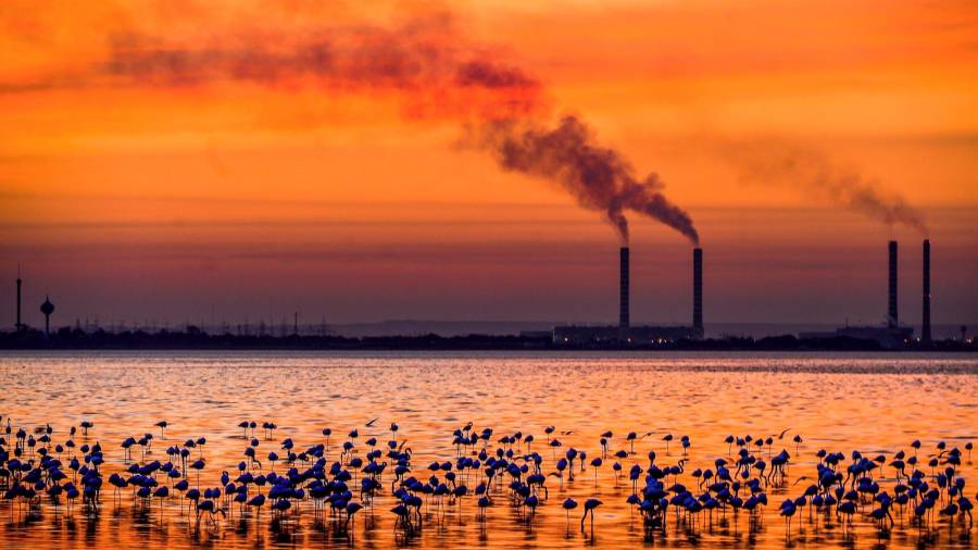 Grupo de flamencos reunidos durante la puesta de sol con la fábrica metalúrgica de la ciudad de Kuwait de fondo. (Autor, Raed Cutena. Fuente EFE)