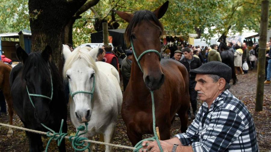Un grupo de equinos en Teo, neste caso na tradicional Feira do San Martiño. Foto: Puri Sangiao