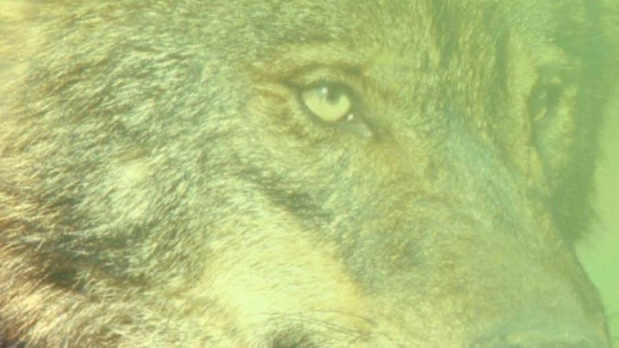 O CIPX de Belvís acolle durante o verán unha exposición sobre o lobo