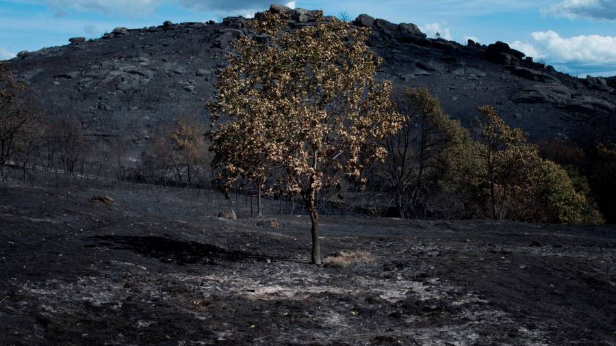 CUALEDRO (OURENSE), 15/09/2020.- Vista de la superficie calcinada en el incendio forestal de Cualedro (Ourense). EFE/Brais Lorenzo