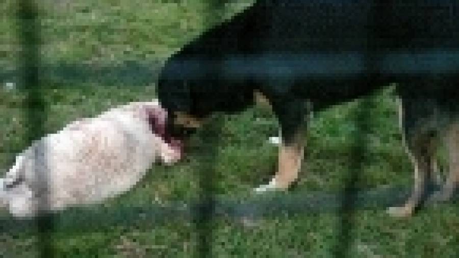Los perros 'ovejicidas' de Figueiras huyen de nuevo e intimidan al cura