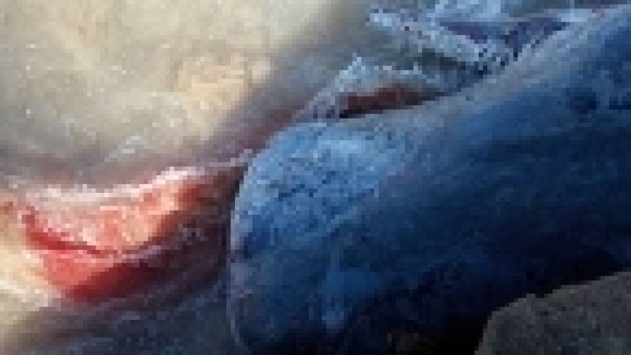 Ecologistas denuncian el robo de huesos del cachalote de Doniños