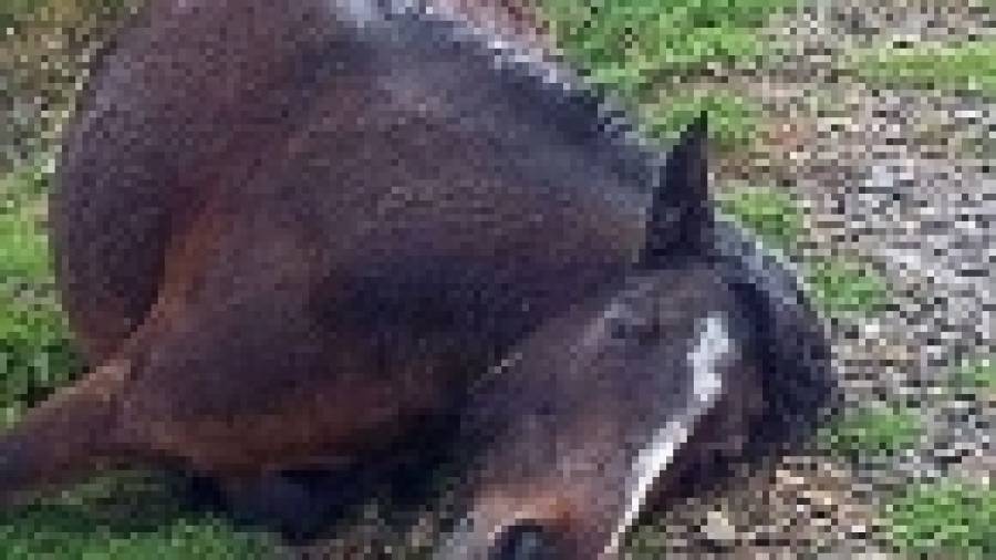 Caballos salvajes causan tres accidentes en Carnota durante los últimos días