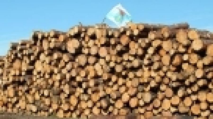 El sector forestal se arriesga a quedarse sin mercados si no certifica su madera