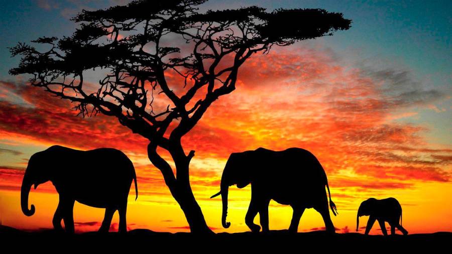 El padre, la madre y su bebé caminando bajo la puesta de sol en África. (Fuente, www.elefanteswiki.com)