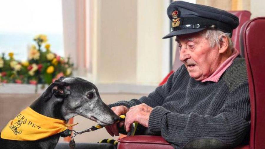 Muchos perros son una gran ayuda para las personas mayores. Esta fotografía es un ejemplo y nos muestra a un perro haciendo compañía a un ex-soldado de 95 años que sufre demencia. (Fuente, www.rolloid.net)