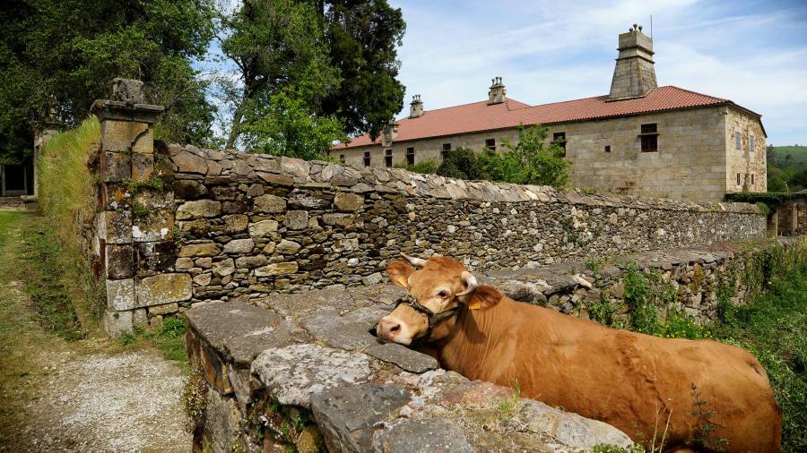 Imaxe de Javier Lalín Valcárcel, que mistura arquitectura e rural: o Pazo de Liñares e unha vaca. Foto: AEB