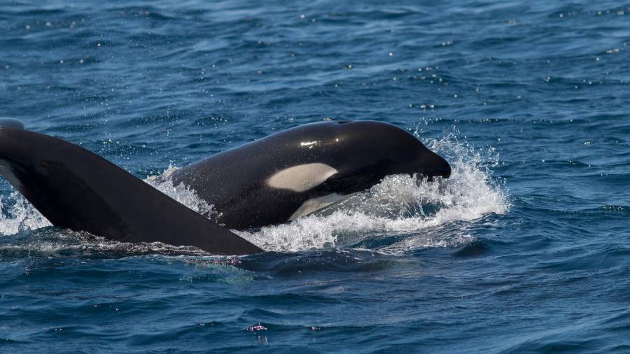 Uno de los ejemplares de la manada de orcas avistadas en las costas gallegas Foto: ECG