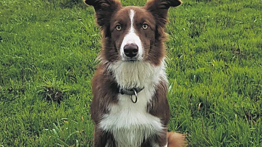 ‘Trudi’, la perra detectora de cebos envenenados. Foto: G.C.