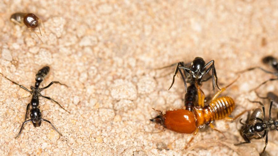 Las hormigas africanas son los únicos insectos que atienden a sus heridos
