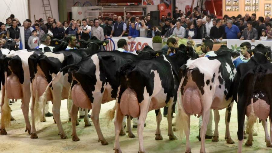 Casi 700 ganaderos gallegos cobran menos de 29 céntimos por el litro de leche