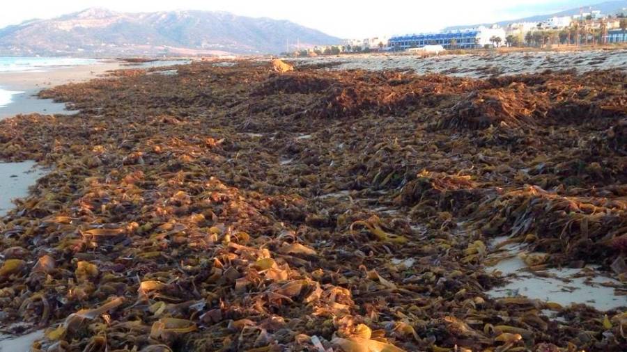 BIOLOGÍA MARINA. Playa en el área del estrecho de Gibaltrar invadida por la llamada alga parda Foto: ECG