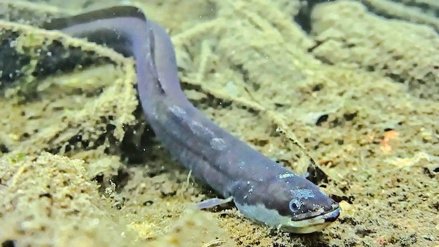 Un ejemplar de anguila europea en el agua. Foto: Matias