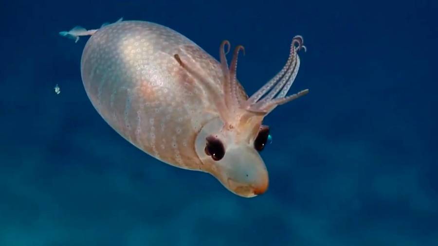 Helicocranchia Pfefferi. Conocido como calamar cochinillo o calamar lechal por su sifón, que se parece un poco a la nariz de un cerdo joven, el cual le permite expulsar agua y producir así una fuerza de locomoción. Suele vivir cerca de la superficie del mar y presenta unas pequeñas aletas parecidas a remos y unos tentáculos cortos sobre sus ojos. (Fuente, en.wikiversity.org)