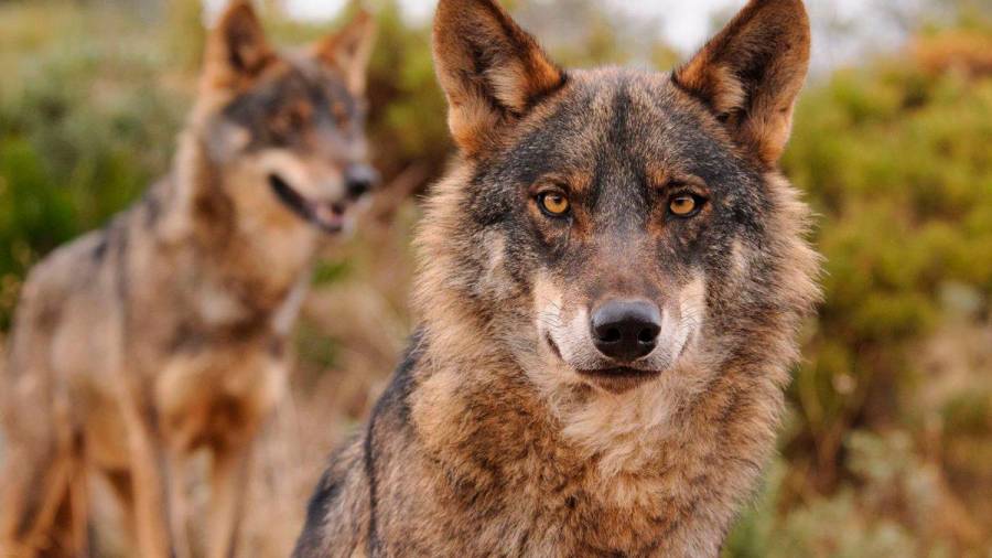 Galicia, Castilla y León, Cantabria y Asturias piden amparo a la UE por la polémica del lobo