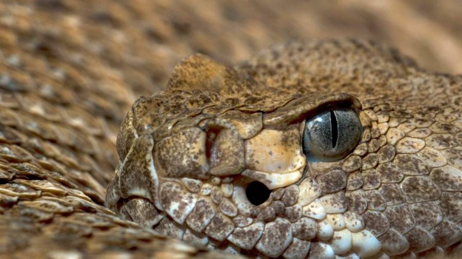 Confirman la eficacia de un nuevo antídoto contra el veneno de serpientes como la de cascabel
