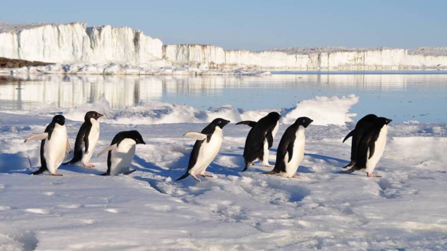 El vídeo de un pingüino tratando de salvar su vida ha tenido en vilo a las redes