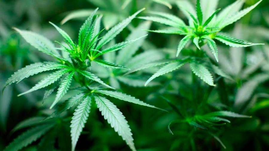 Legalizado el cultivo asociativo de cannabis medicinal en Perú