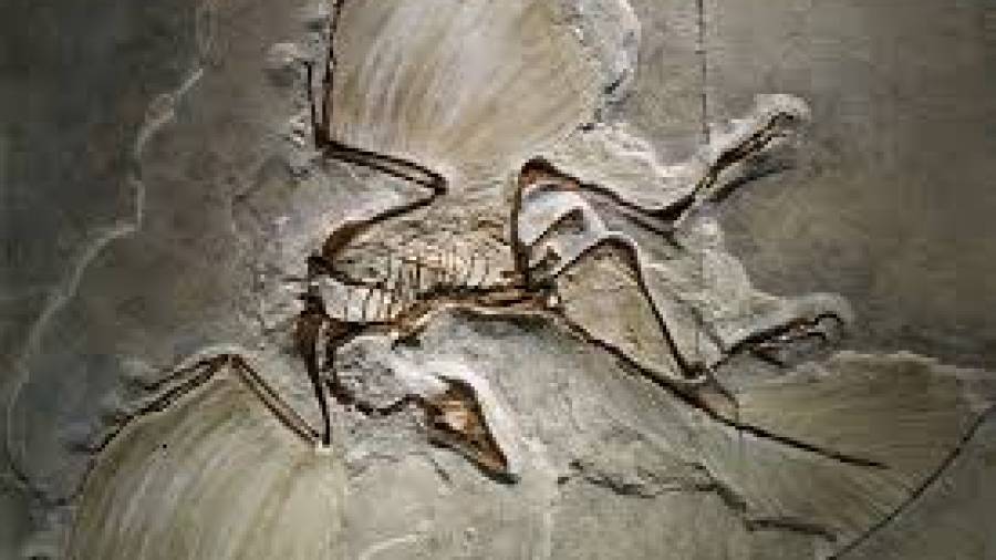 ¿Cual es el fósil de ave primitiva geológicamente más antiguo?