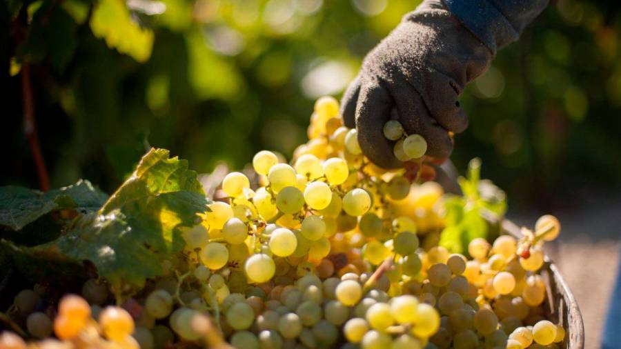 Una spin-off de la USC recibirá más de 600.000 euros para ejecutar un proyecto vinícola