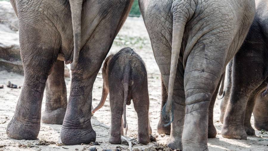 Un elefante bebé camina entre su madre y su tía en el zoo de Emmen en los países bajos. (Autor, Ferdy Damman. Fuente, EFE)