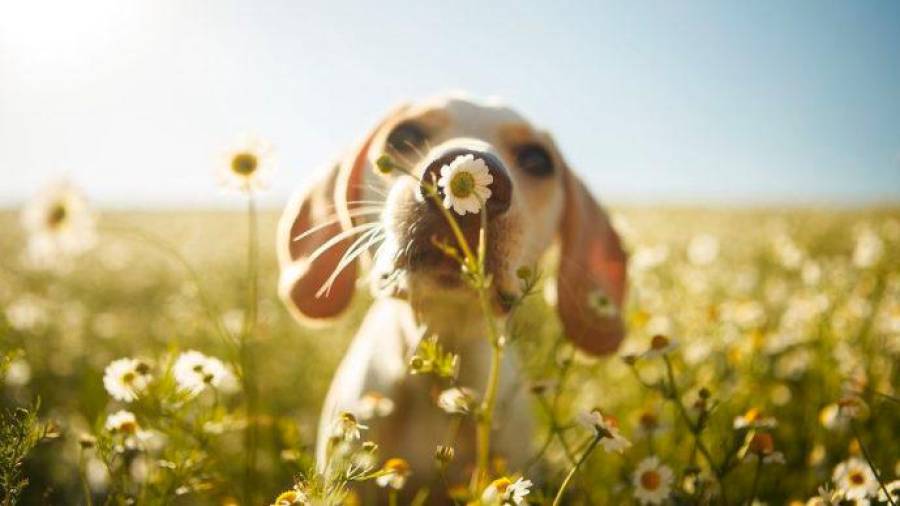 La belleza está en las pequeñas cosas y hasta este cachorro lo puede notar mientras corre por el campo. (Fuente, www.rolloid.net)