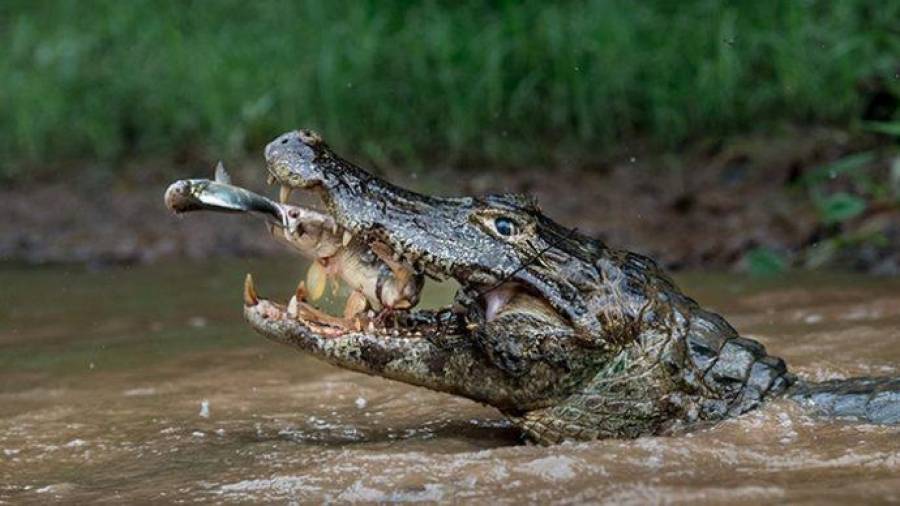 Doble captura. Esta imagen fue tomada en el río Negrinho en Brasil y se llevó el segundo premio en la categoría de naturaleza. (Fuente, www.rolloid.net)