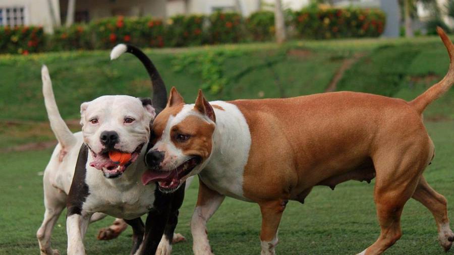Dos ejemplares de perros conocidos como potencialmente peligrosos. Foto: Europa Press