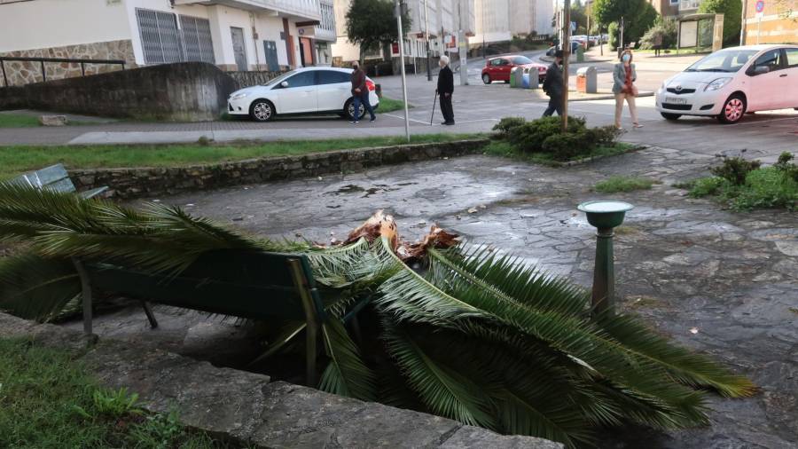 Detalle de la palmera destrozada por el viento en Vite. FOTO: PAULA