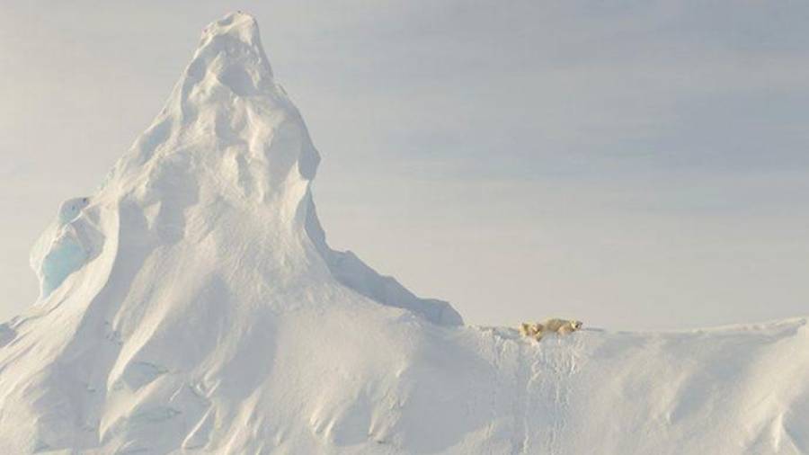 Osos en un iceberg. Esta fotografía de John Rollins nos muestra que todos somos insignificantes. Al lado de la naturaleza, ni los grandes osos polares son nada. (Fuente, www.rolloid.net)