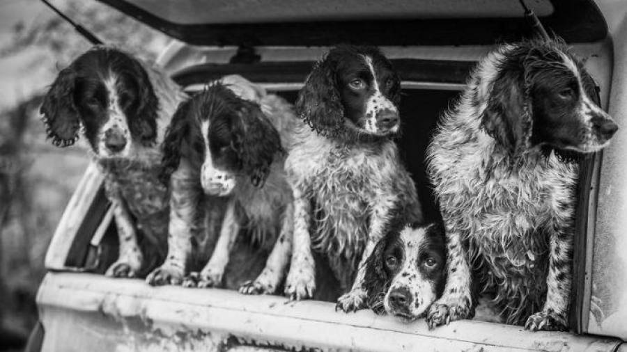 Aún “trabajando”, uno puede disfrutar y pasárselo en grande y sino que se lo digan a estos cachorros que estaban siendo entrenados para ser perros de rescate cuando se tomaron un descanso para jugar. (Fuente, www.rolloid.net)