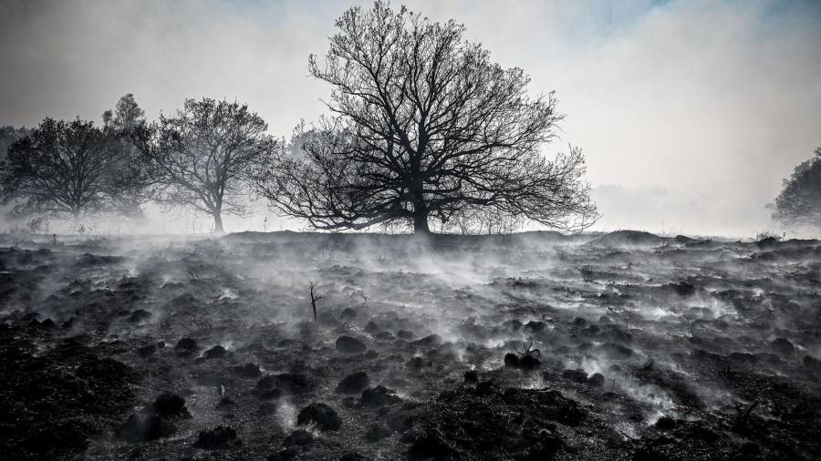 El humo se eleva sobre el terreno quemado del parque nacional de German-Dutch en Alemania. (Autor, Sascha Steinbach. Fuente, EFE)