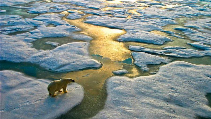 Un oso polar ve truncado su camino en el Océano ártico por culpa del deshielo. (Fuente, nationalgeographic.com)