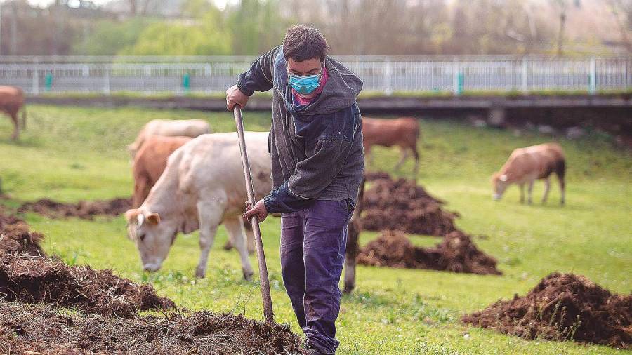 Roberto extiende estiércol en la finca donde pastan sus vacas del barrio de A Tolda, en Lugo, una actividad dañada brutalmente por la crisis. Foto: E.P./Carlos Castro 