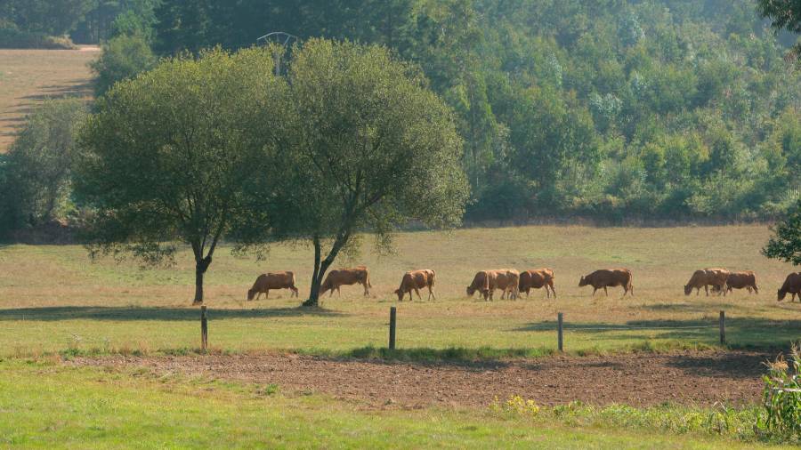 medio ambiente. Vacas pastando en un terreno recuperado por Erimsa después de desarrollar su labor.