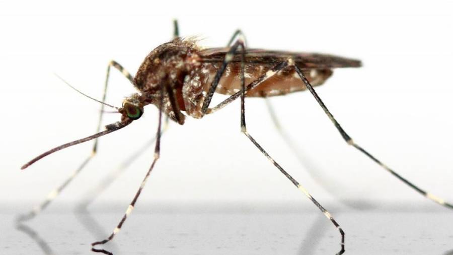 El mayor mosquito del mundo mide 11 centímetros y está en China