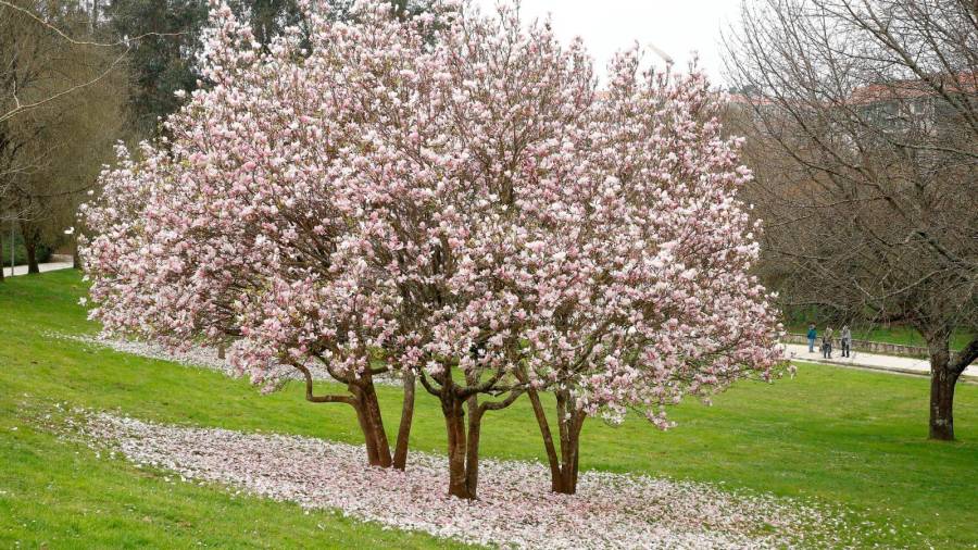 Magnolias en flor, un paisaje para enmarcar