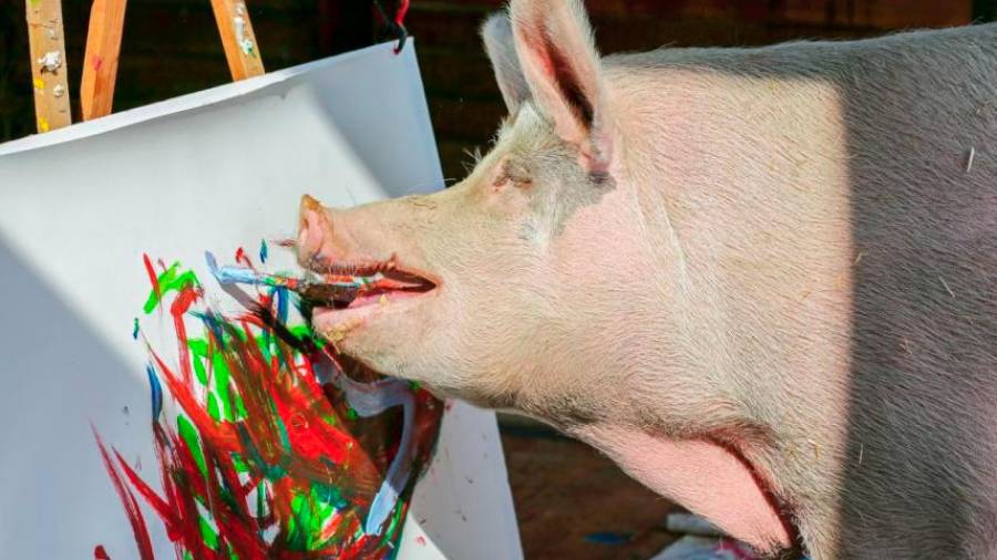 Este cerdo rescatado llamado Pigcasso pinta en el Santuario de la Granja en Franschhoek, en las afueras de Ciudad del Cabo, Sudáfrica. Autora, Sumaya Hisham. (Fuente, www.businessinsider.es)