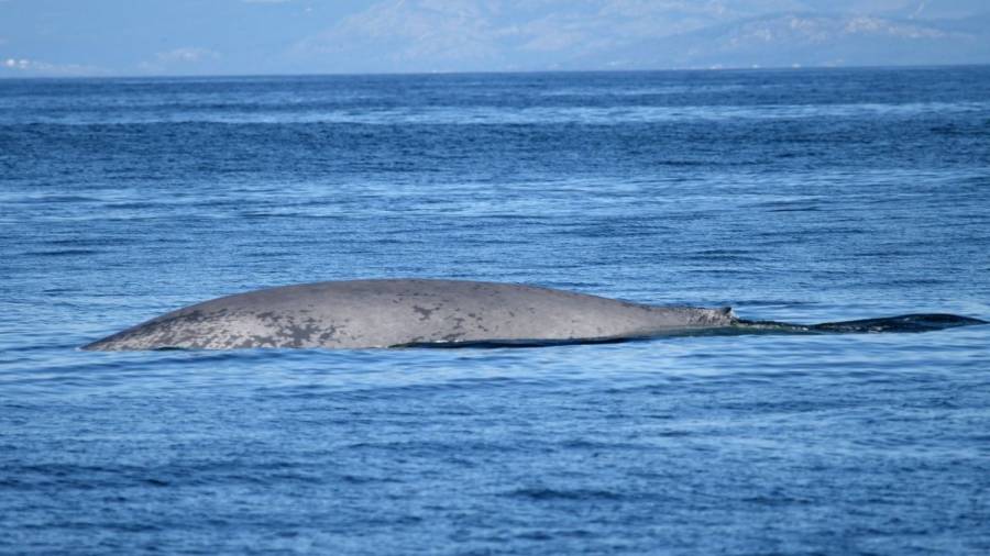 ¿Por qué a las ballenas azules les gusta Galicia?