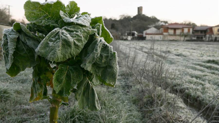 Vegetación afectada por las heladas en el concello de Sandiás, a 24 de enero de 2023, en Ourense, Galicia (España). - Rosa Veiga - Europa Press
