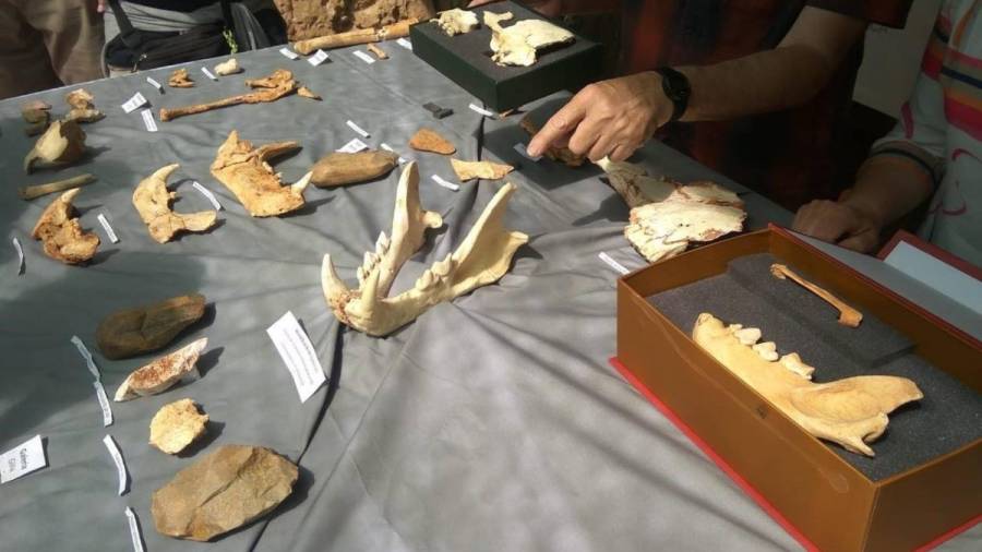 Hallan en Atapuerca los restos craneales de una homínida adolescente de hace más de 300.000 años