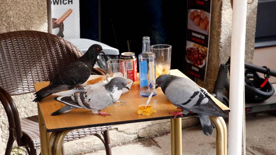 Varias palomas poniéndose como ‘El Quico’ con los restos de una consumición en una terraza de Porta Faxeira. Foto: Antonio Hernández