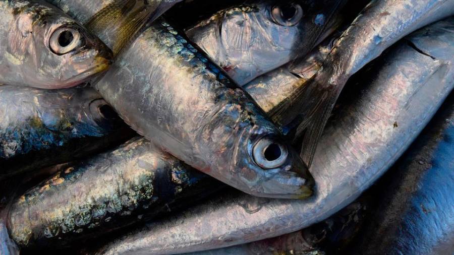 Ejemplares de sabrosas sardinas a la venta en un mercado en gallego Foto: ECG