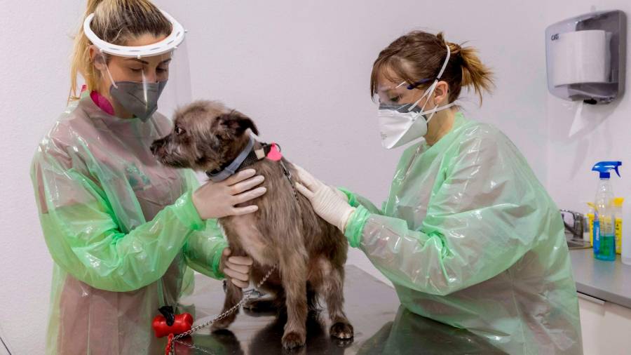 Veterinaria atiende a un perro durante el estado de alarma. Foto: M.Guillén
