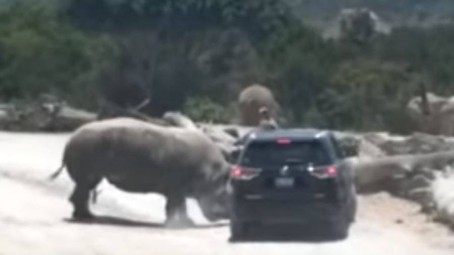 Un rinoceronte embiste un vehículo en un parque recreativo en México