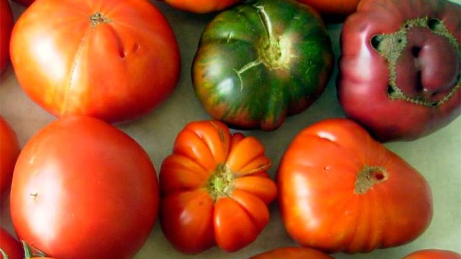 Muestra de algunas de las diferentes y sabrosas variedades de tomates autóctonos de Galicia. Foto: M.R.