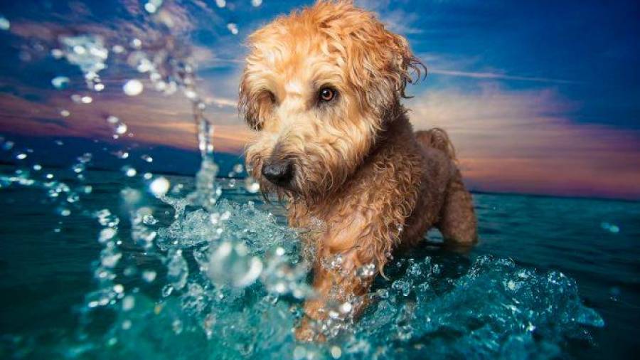 A muchos perros les encanta bañarse en el mar. Es el caso de Petey y su responsable, Kaylee Greer, es la autora de la fotografía. (Fuente, www.rolloid.net)