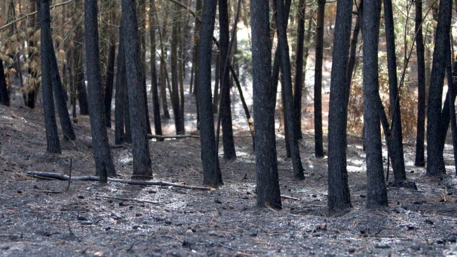 Más del 40% de los incendios en Galicia se inician cuando los medios aéreos no pueden volar